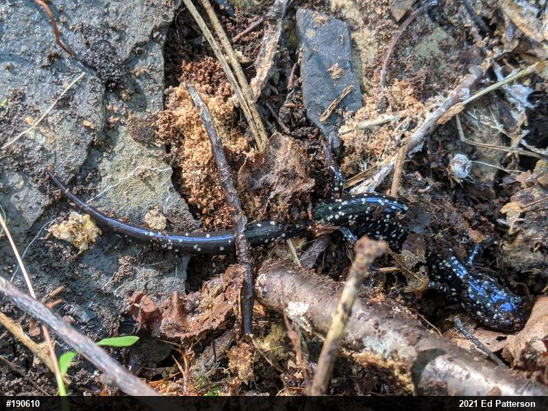 Northern Slimy Salamander