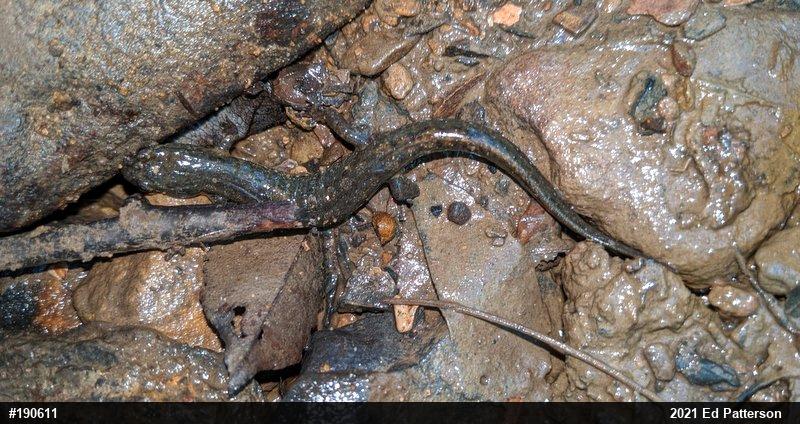 Northern Dusky Salamander