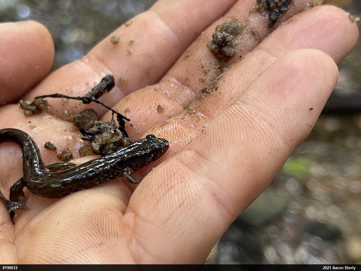Northern Dusky Salamander
