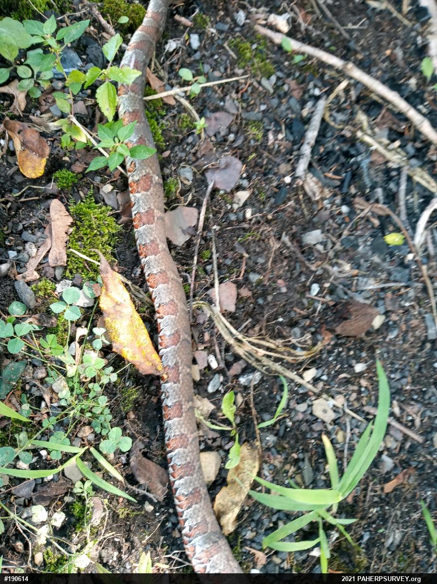 Northern Watersnake
