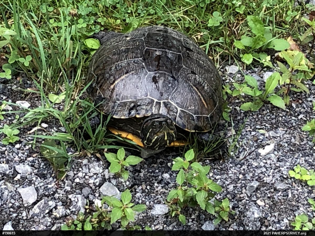 Red-eared Slider