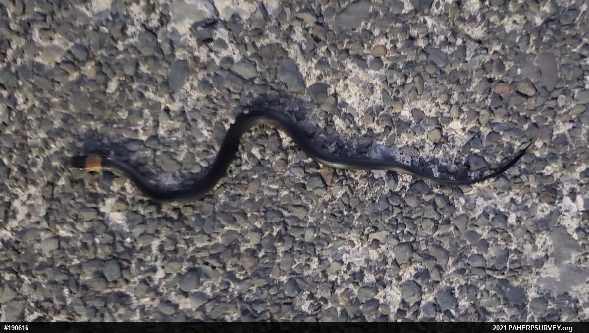 Northern Ring-necked Snake