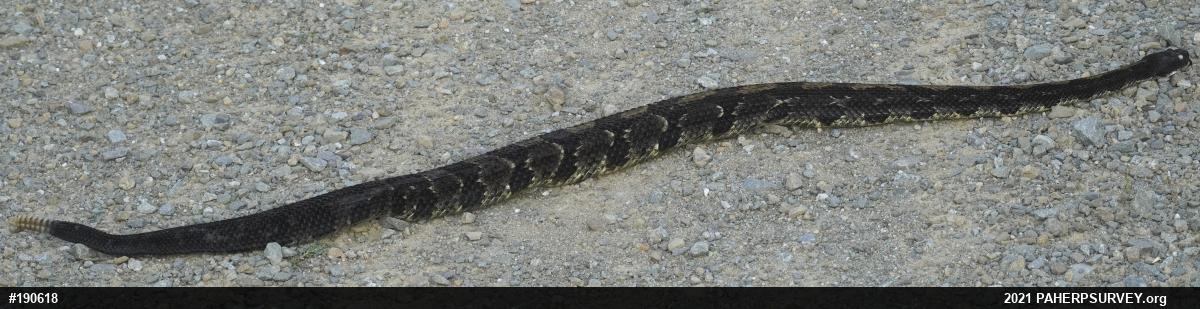 Timber Rattlesnake