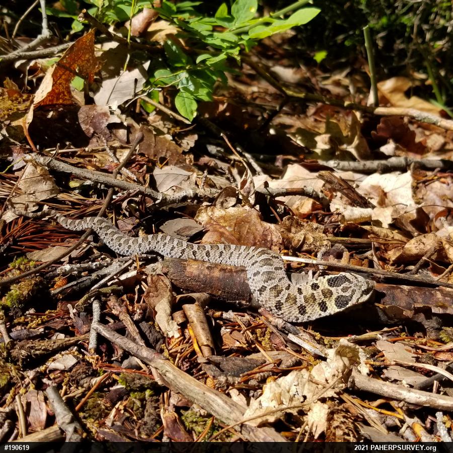 Eastern Hog-nosed Snake