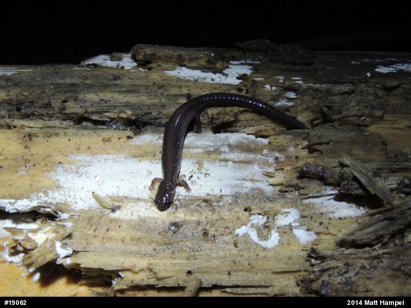 Eastern Red-backed  Salamander