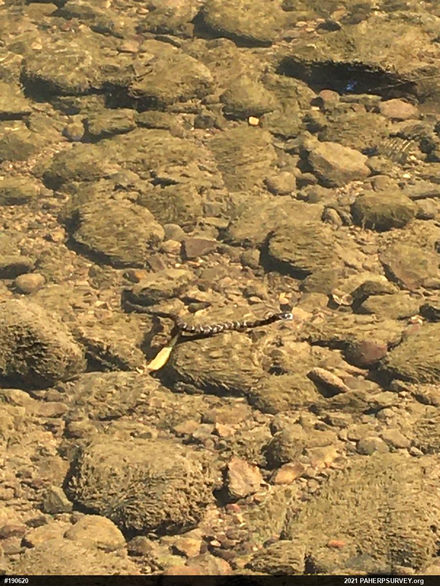 Northern Watersnake