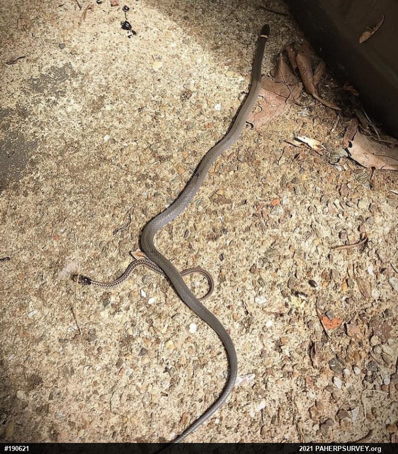 Northern Ring-necked Snake