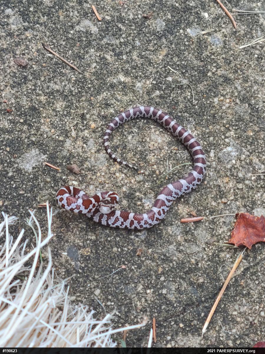 Eastern Milksnake