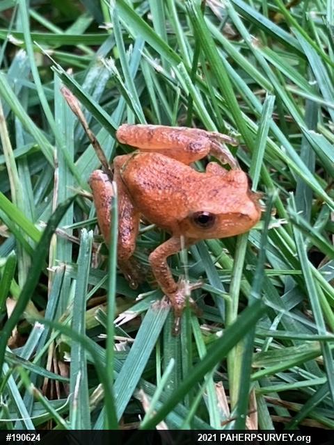 Spring Peeper