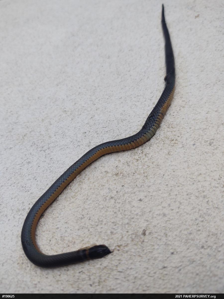 Northern Ring-necked Snake