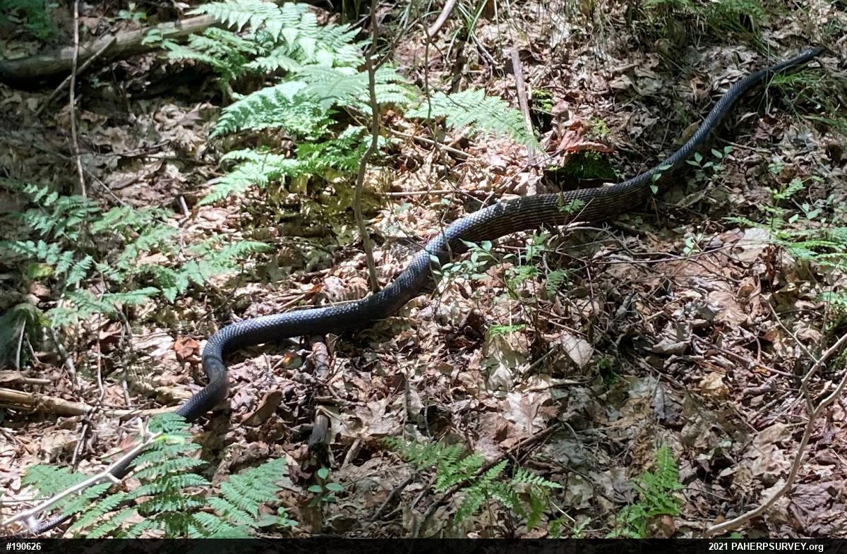 Eastern Ratsnake