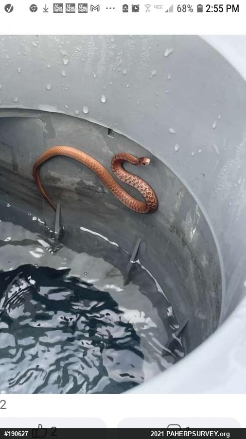 Dekay's Brownsnake