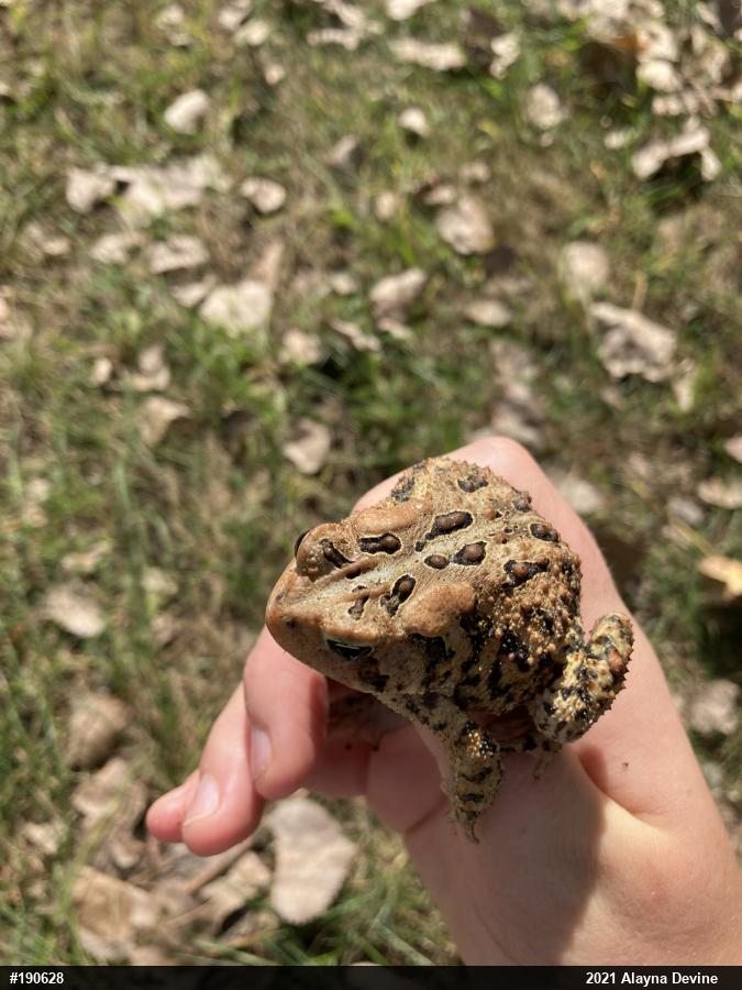Eastern American Toad