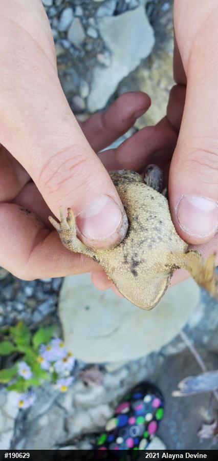 Eastern American Toad
