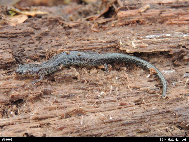 Eastern Red-backed  Salamander
