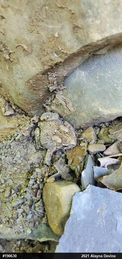 Eastern American Toad