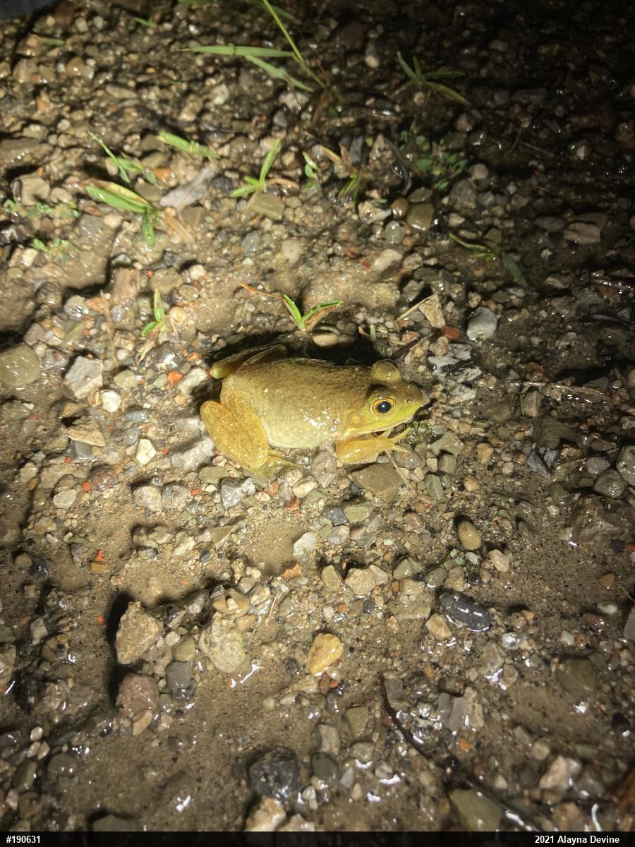 American Bullfrog