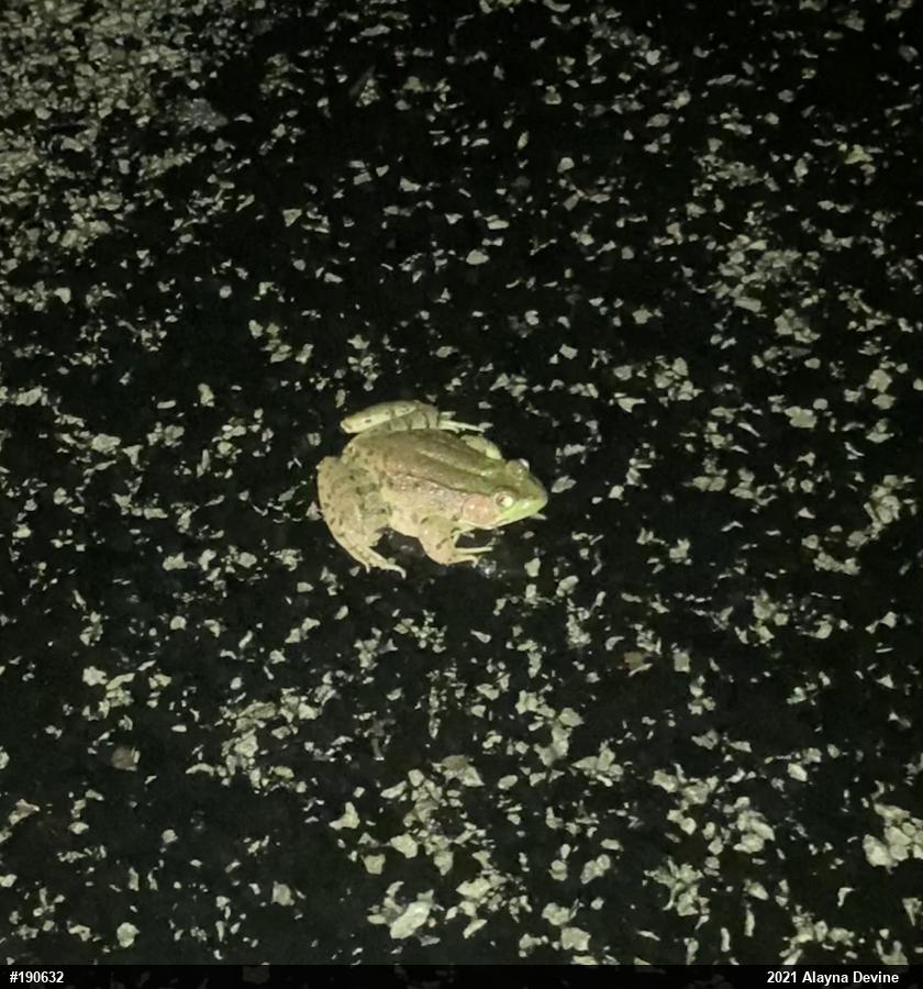 Green Frog