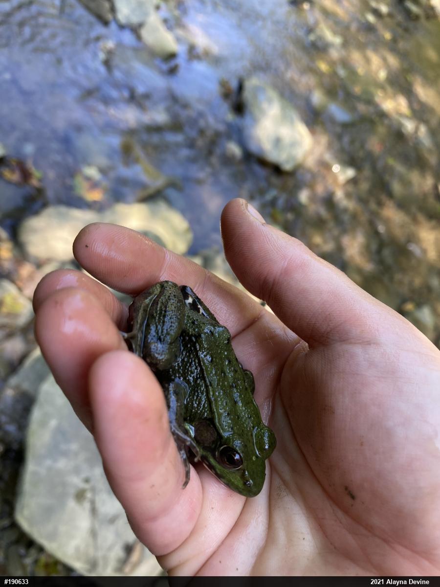 Green Frog