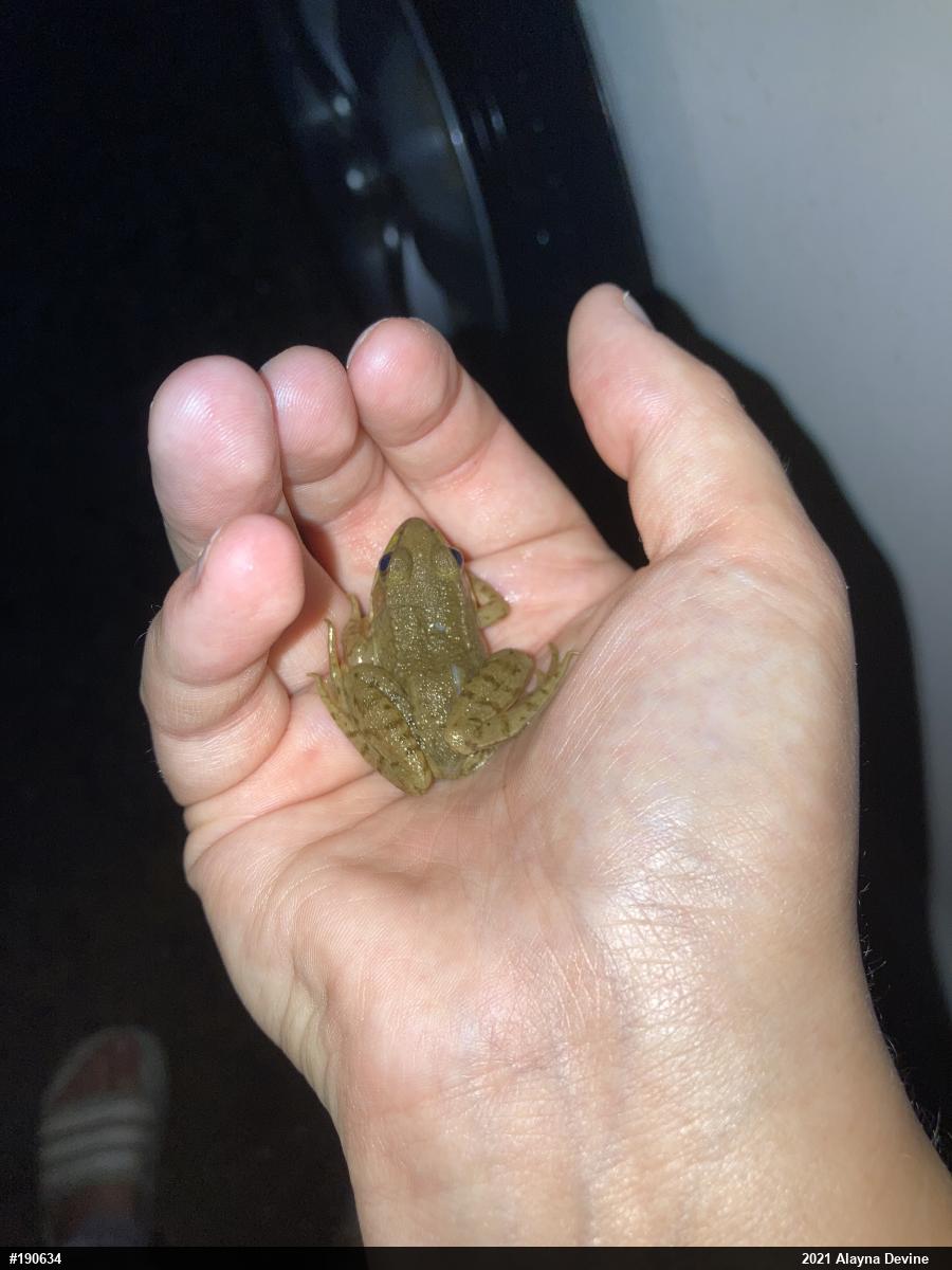 Green Frog