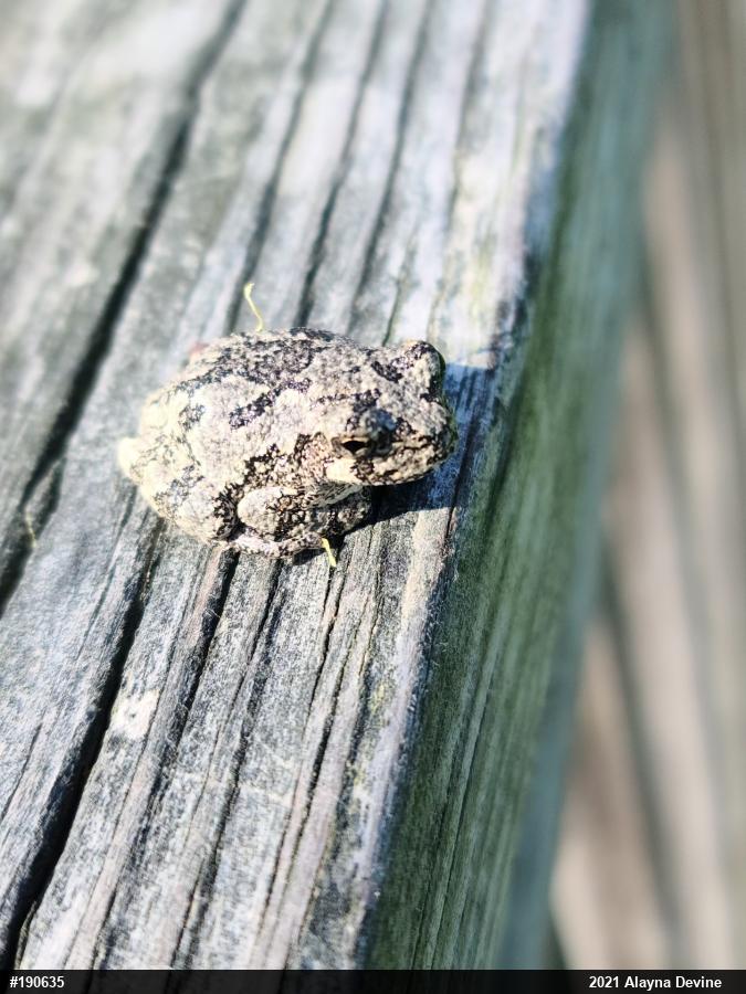 Unknown Gray Treefrog