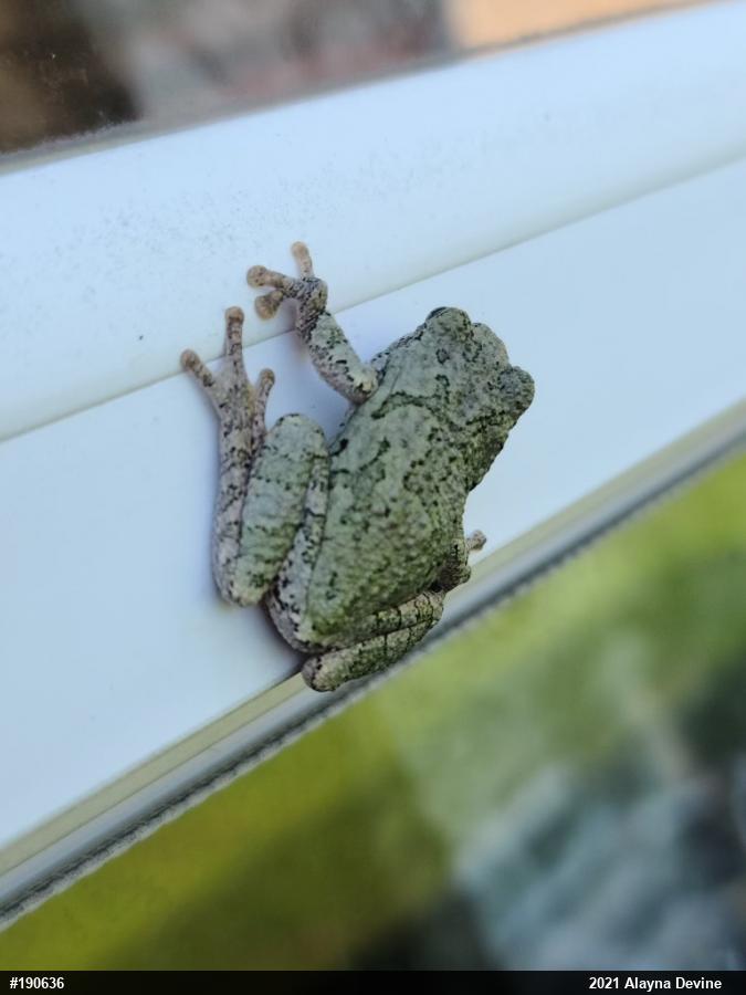 Unknown Gray Treefrog