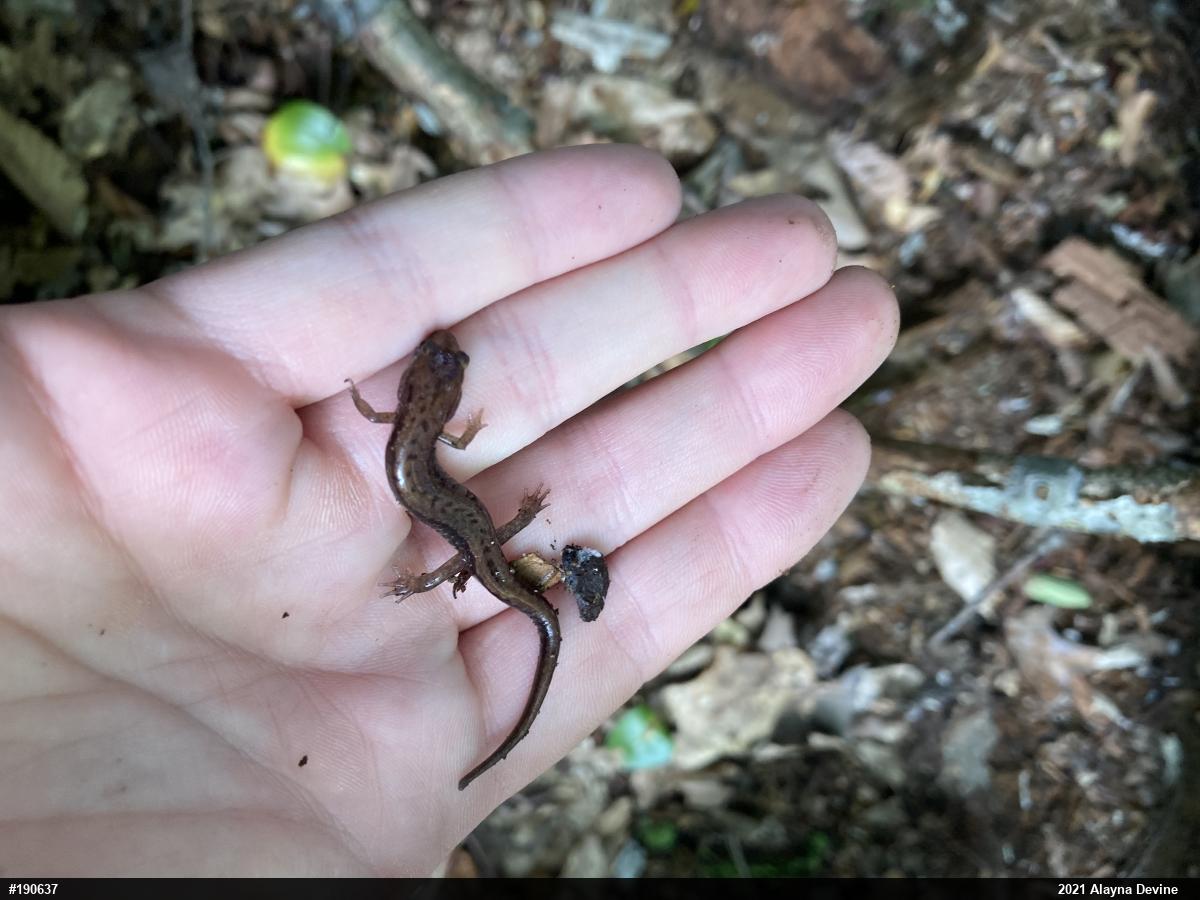 Allegheny Mountain Dusky Salamander