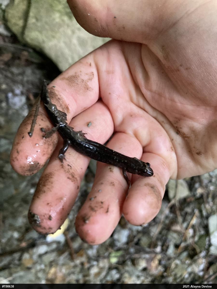 Dusky Salamanders