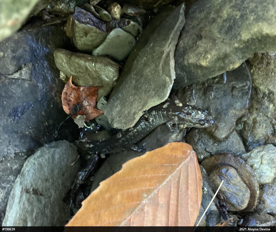 Dusky Salamanders