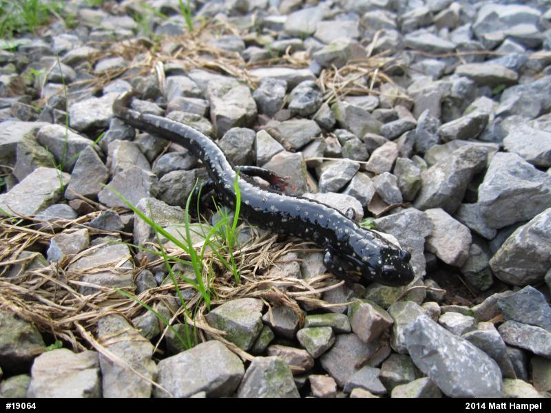 Northern Slimy Salamander