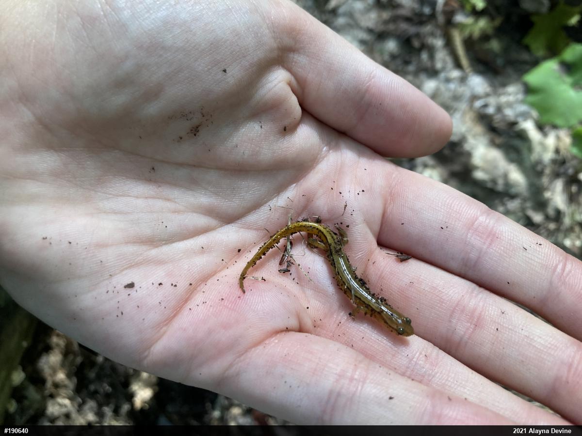 Northern Two-lined Salamander