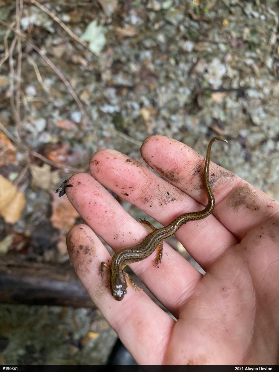 Northern Two-lined Salamander
