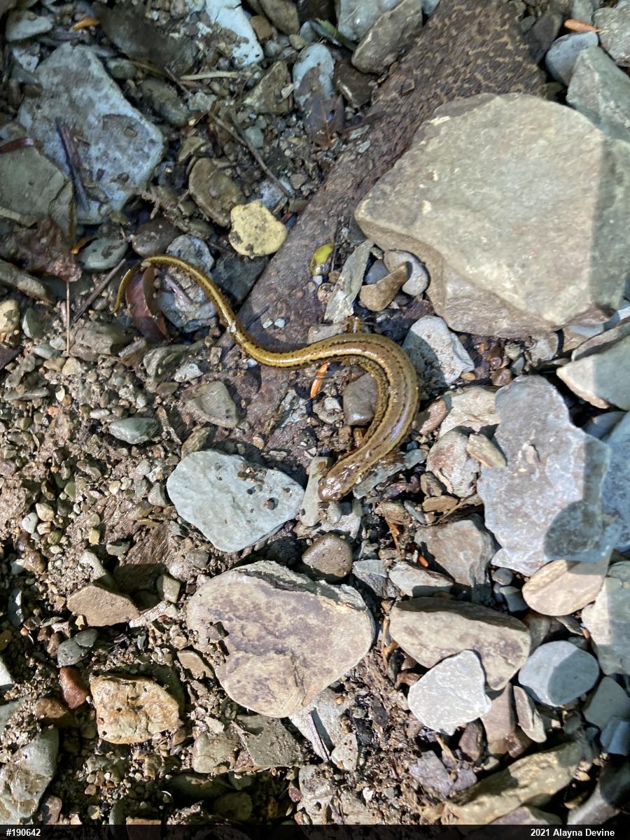 Northern Two-lined Salamander