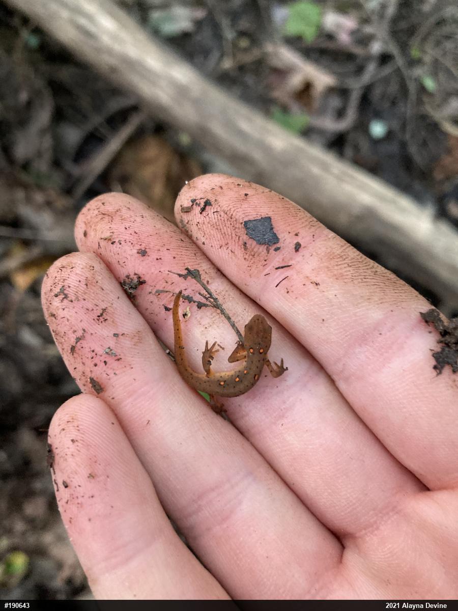 Red-spotted Newt
