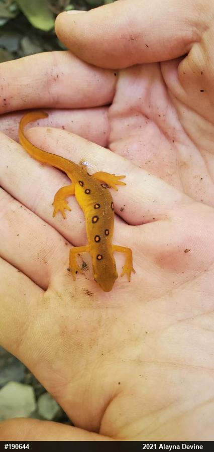 Red-spotted Newt