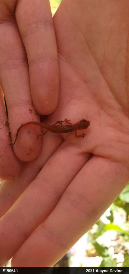 Red-spotted Newt