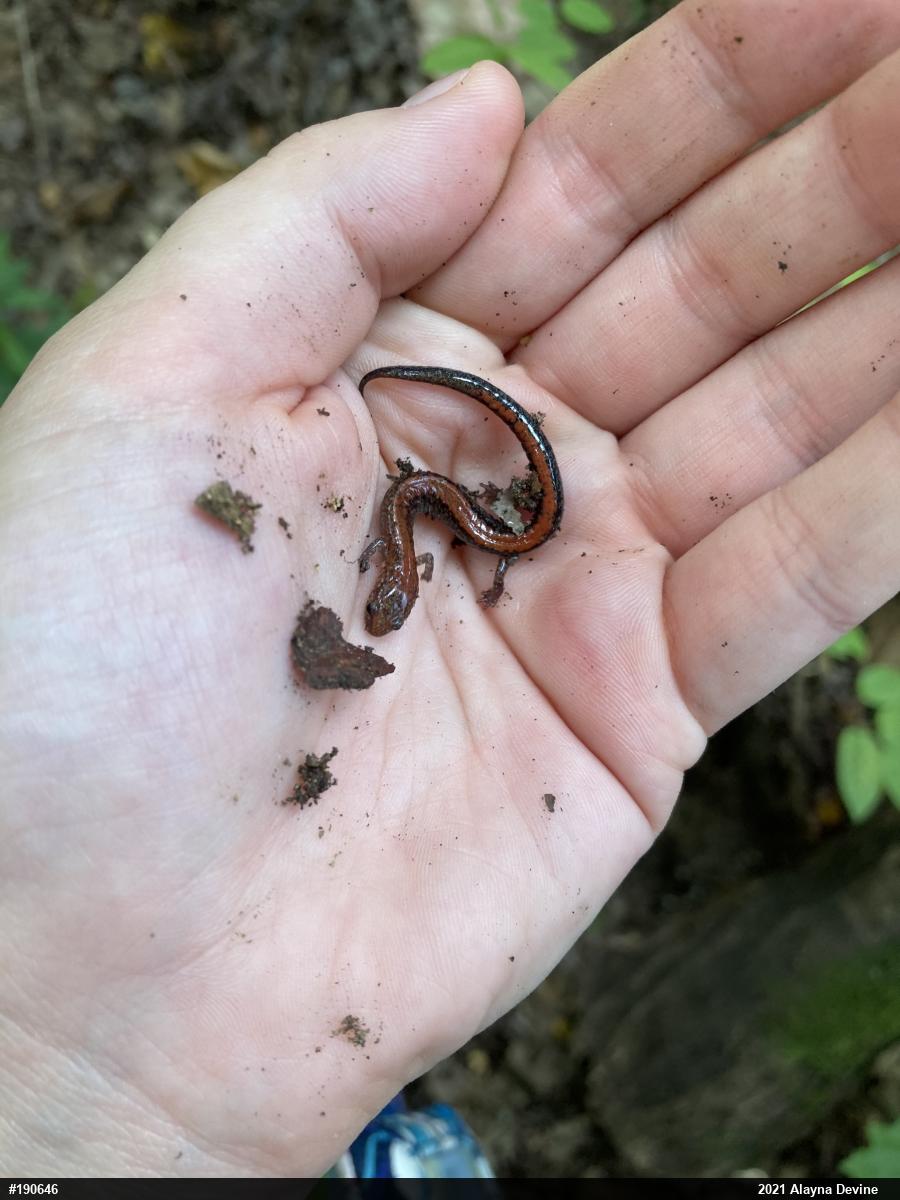 Eastern Red-backed  Salamander