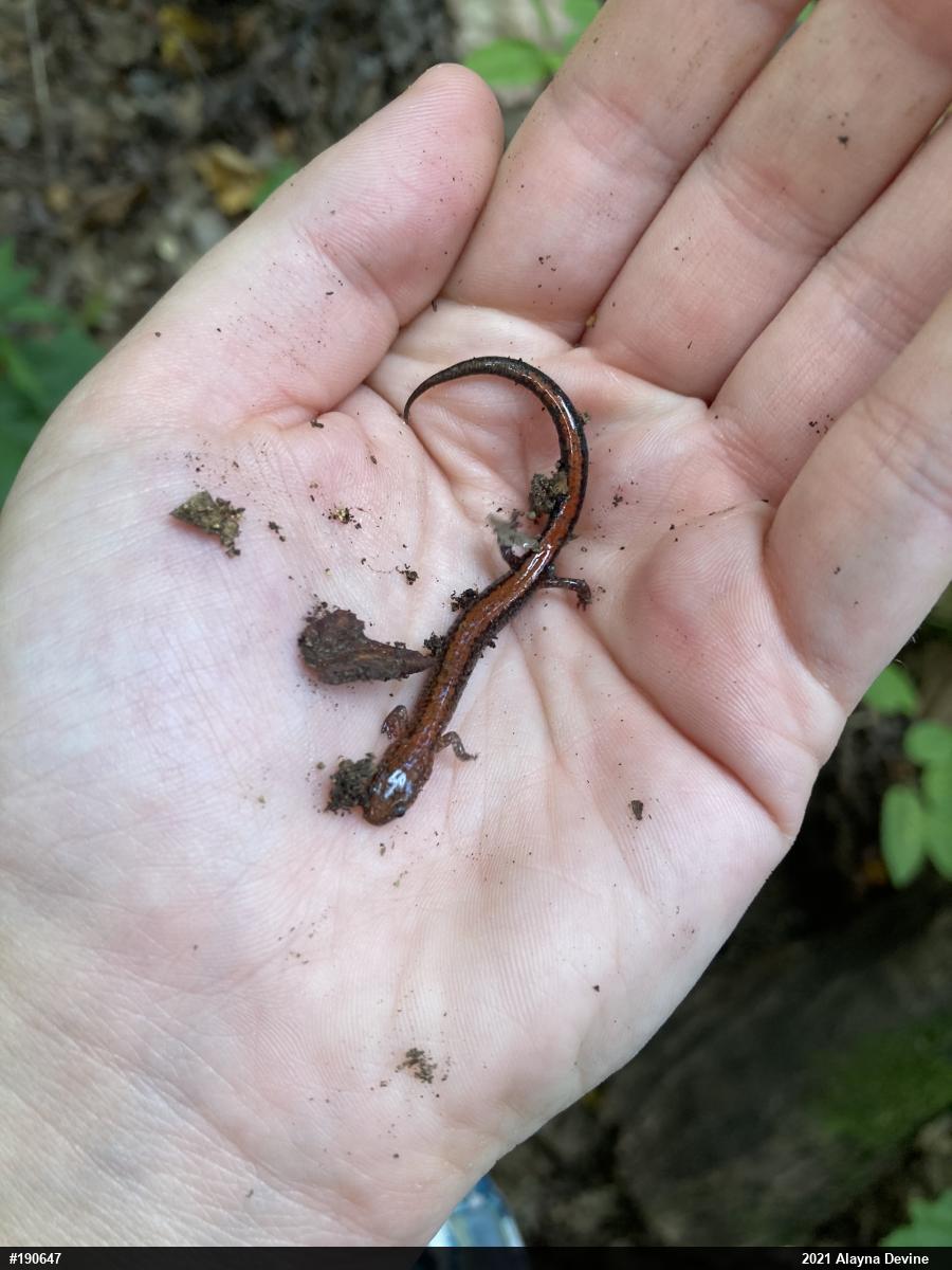 Eastern Red-backed  Salamander