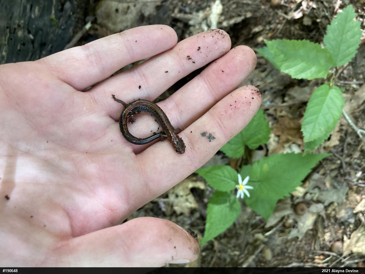 Eastern Red-backed  Salamander