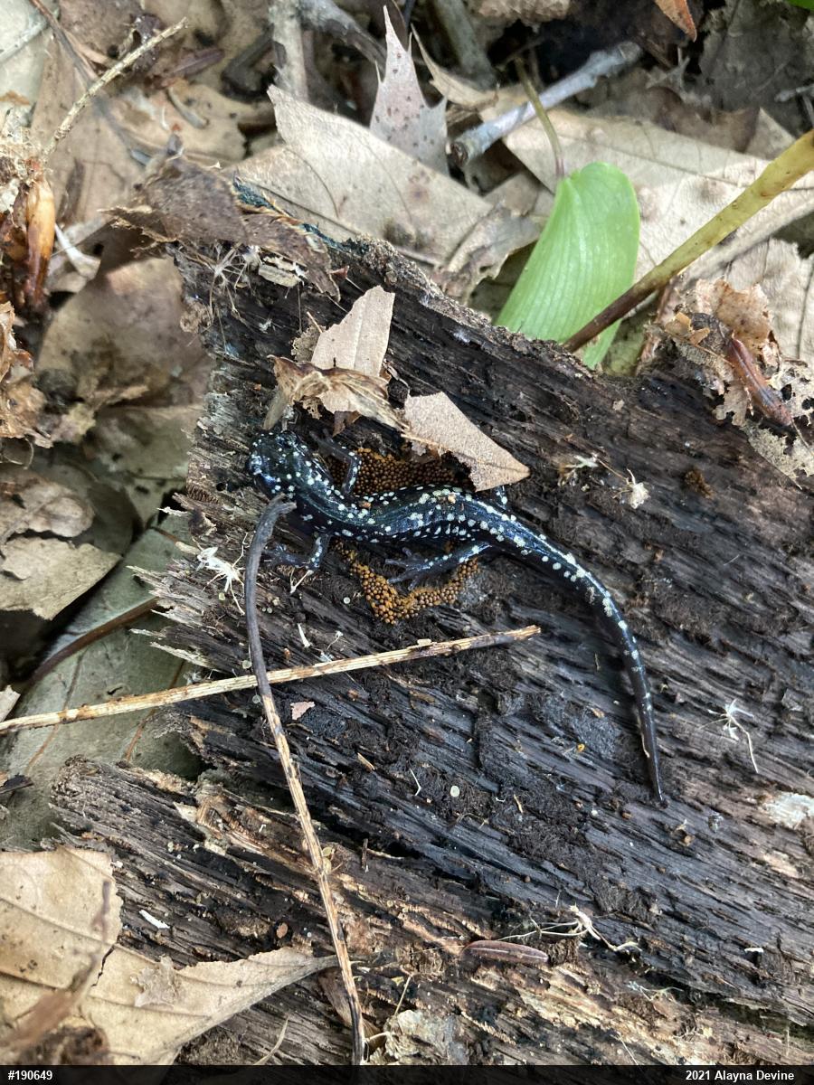 Northern Slimy Salamander