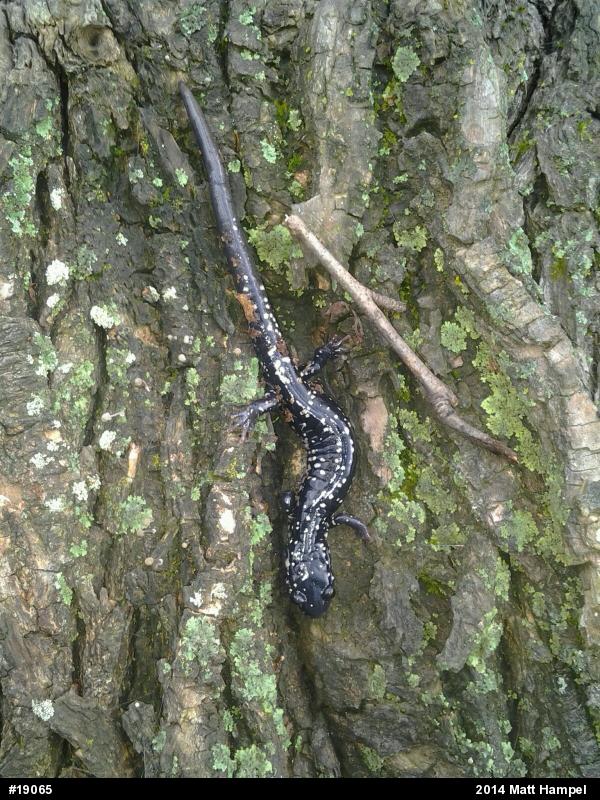 Northern Slimy Salamander