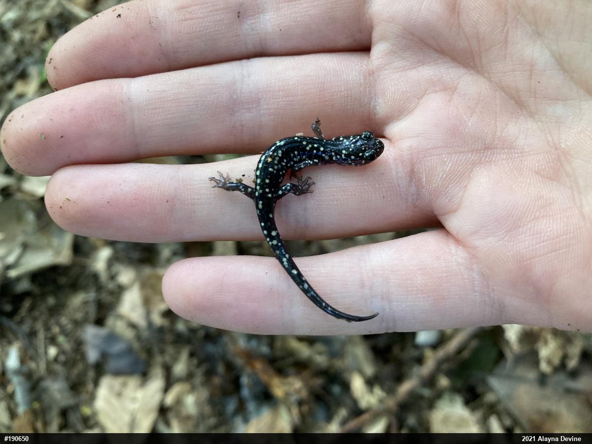 Northern Slimy Salamander