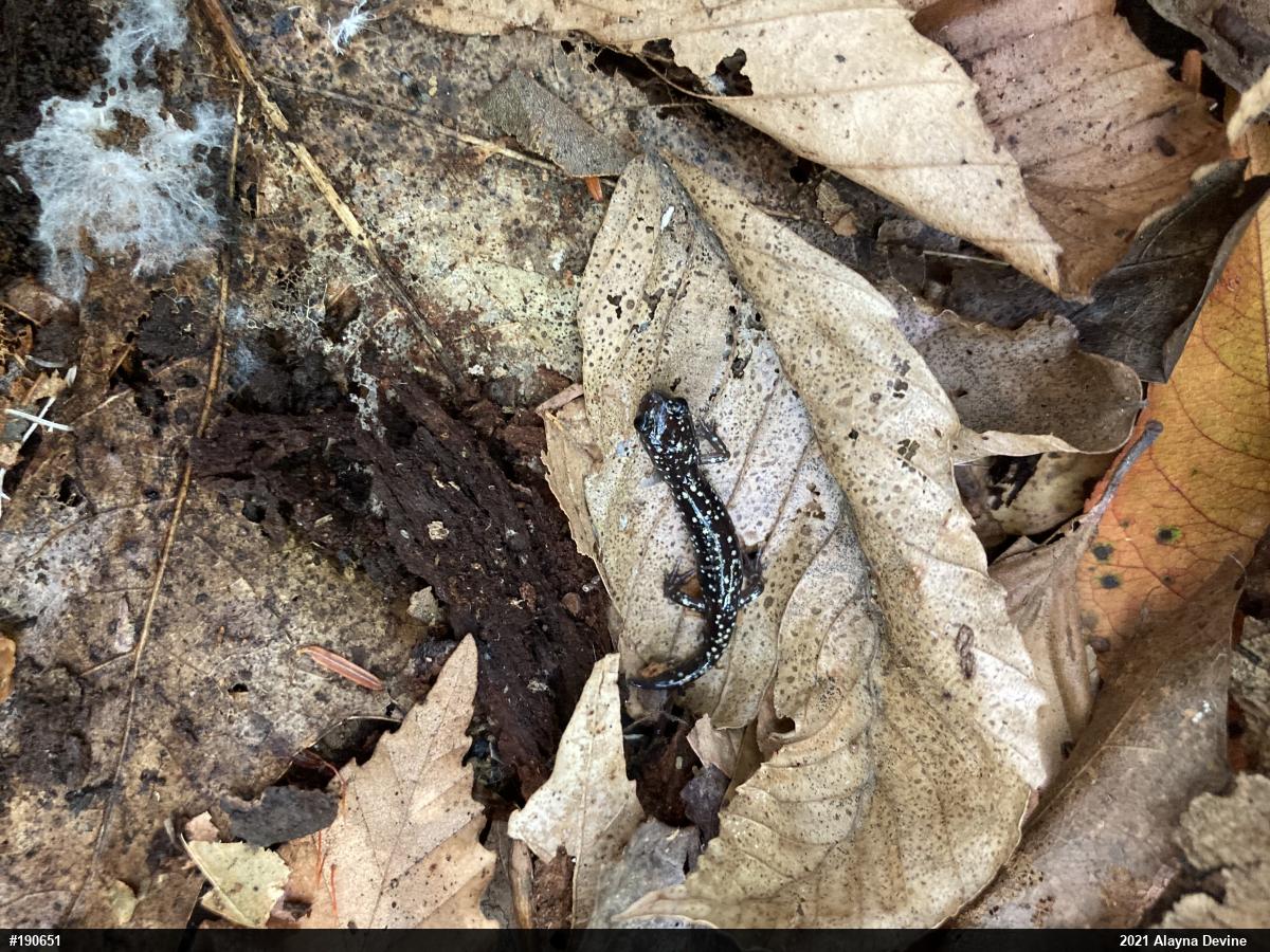 Northern Slimy Salamander