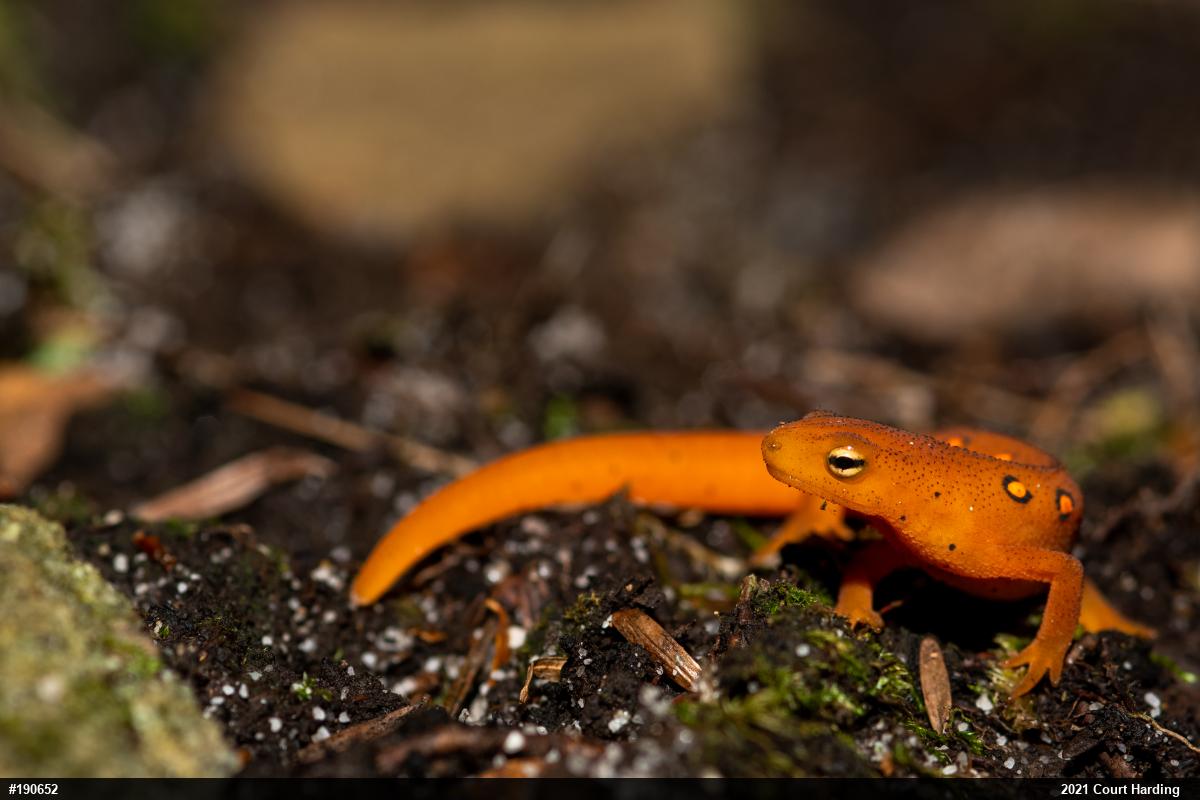 Red-spotted Newt