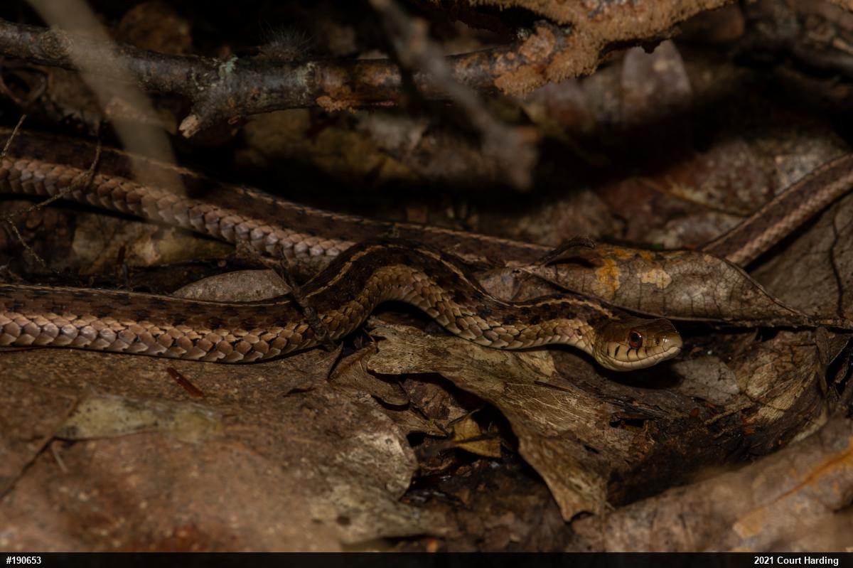 Eastern Gartersnake