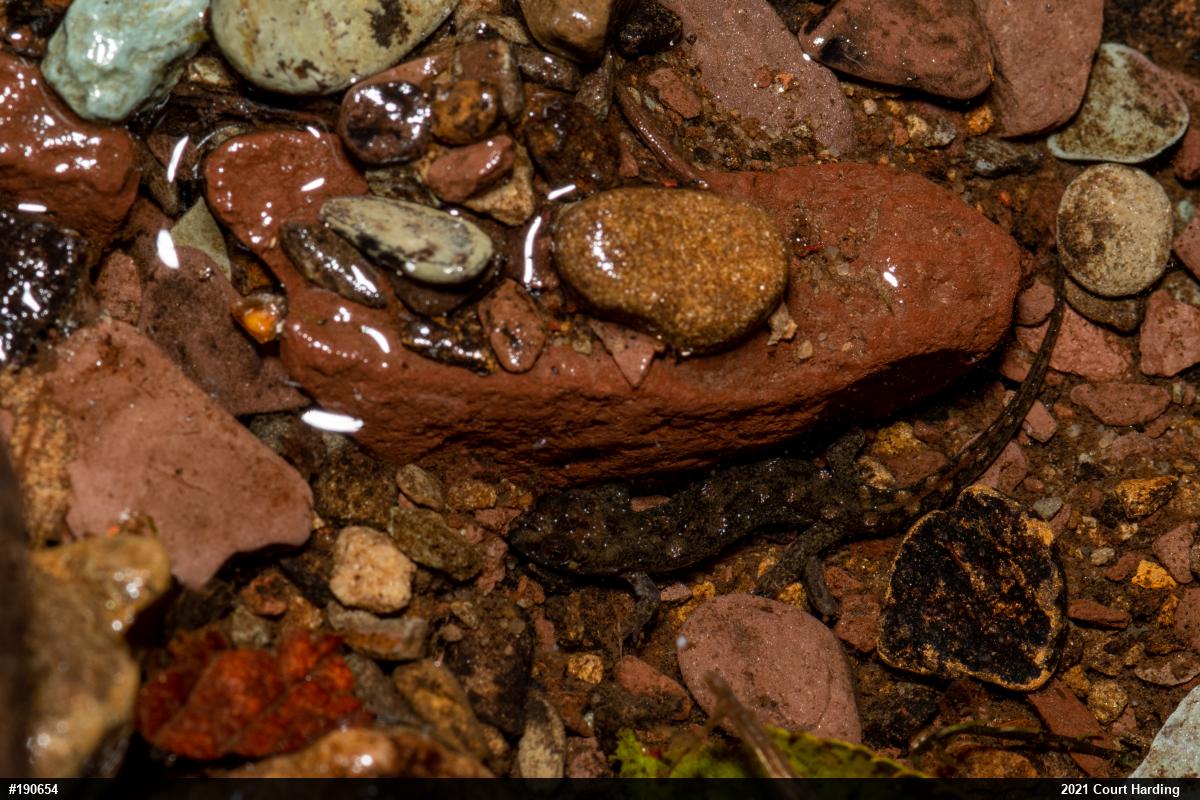 Seal Salamander