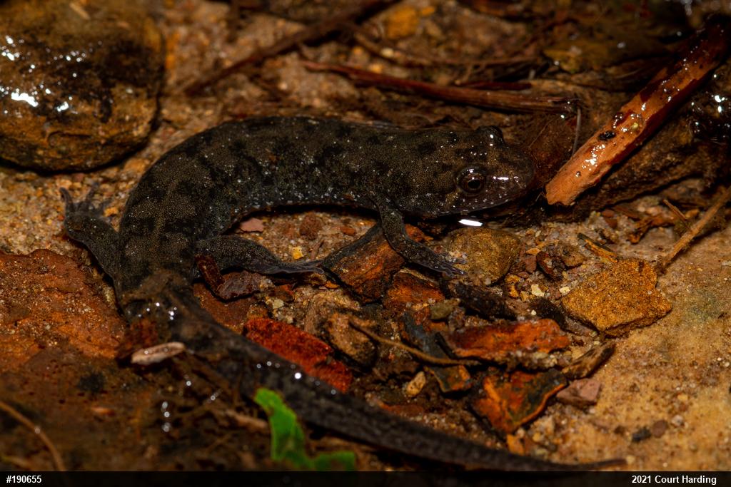 Seal Salamander