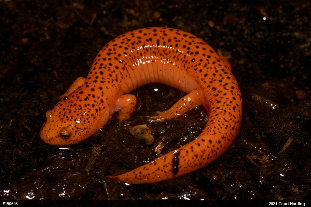 Northern Red Salamander