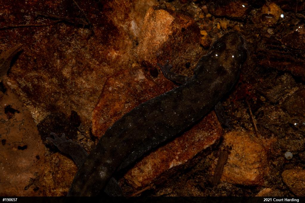 Seal Salamander
