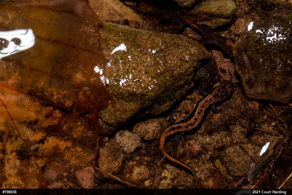 Allegheny Mountain Dusky Salamander